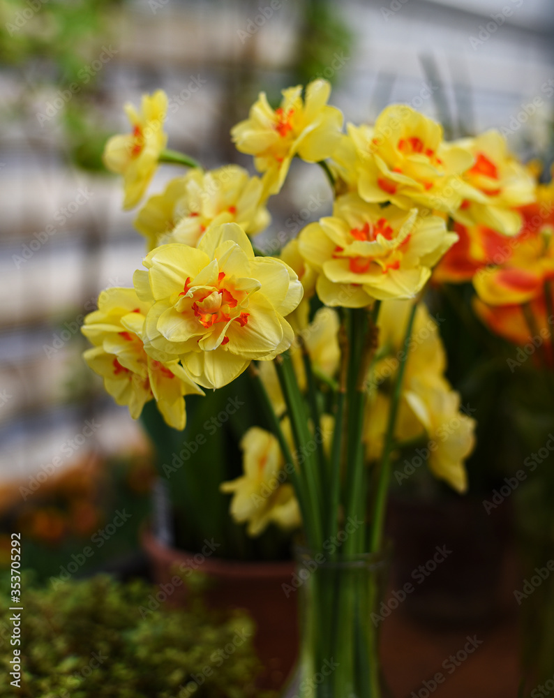 Fototapeta premium Tulips and Fresh Blooming Terry Yellow Shallow-crowned Narcissus Double Fashion Double Gold Medal Tahiti Hybrid Variety 