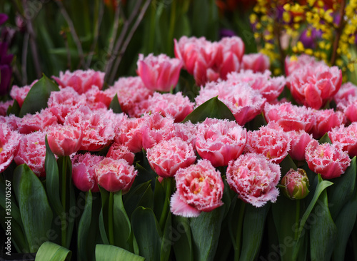 Fresh Blooming Tulip Brest Fringed Terry and Matchpoint Tulips in Botanical Garden of Moscow University 