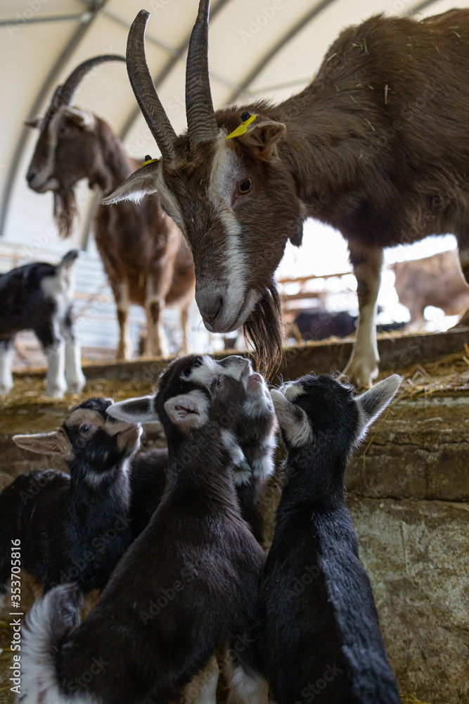 Mutterziege sucht ihren Nachwuchs im Stall Mutterziege sucht ihren Nachwuchs im Stall