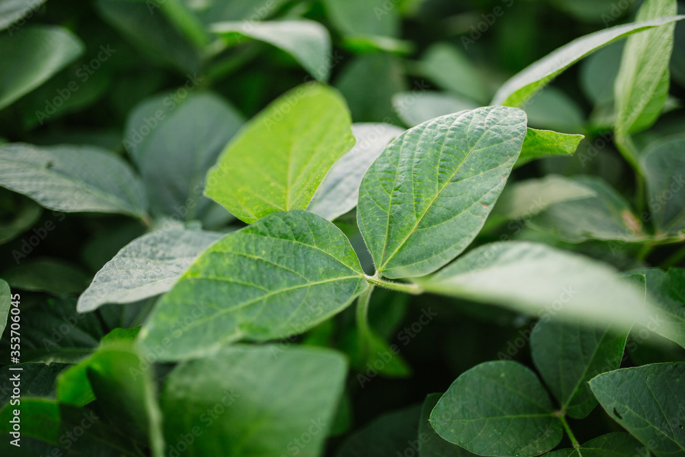 Green Soy, Agriculture Soy, Soy, Soja Verde, Plantação de Soja, Soja, folha de soja, soy leaf Green Soy, Agriculture Soy, Soy, Soja Verde, Plantação de Soja, Soja, folha de soja, soy leaf