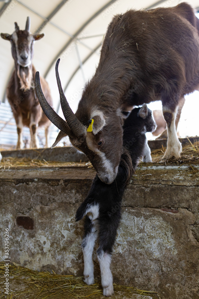 Mutterziege sucht ihren Nachwuchs im Stall Stock Photo | Adobe Stock