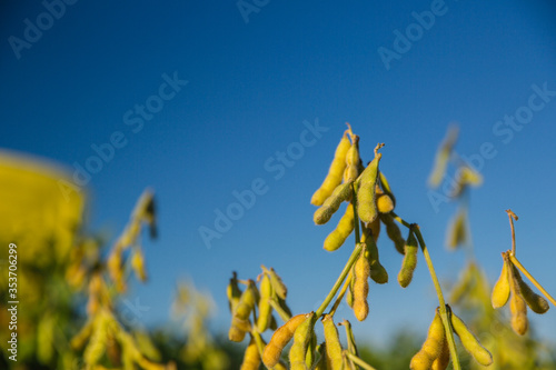 Green Soy, Agriculture Soy, Soy, Soja Verde, Plantação de Soja, Soja, folha de soja, soy leaf