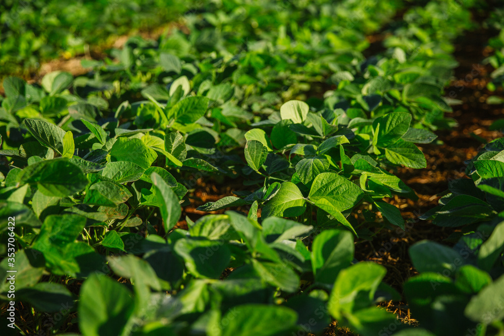 Green Soy, Agriculture Soy, Soy, Soja Verde, Plantação de Soja, Soja, folha de soja, soy leaf Green Soy, Agriculture Soy, Soy, Soja Verde, Plantação de Soja, Soja, folha de soja, soy leaf