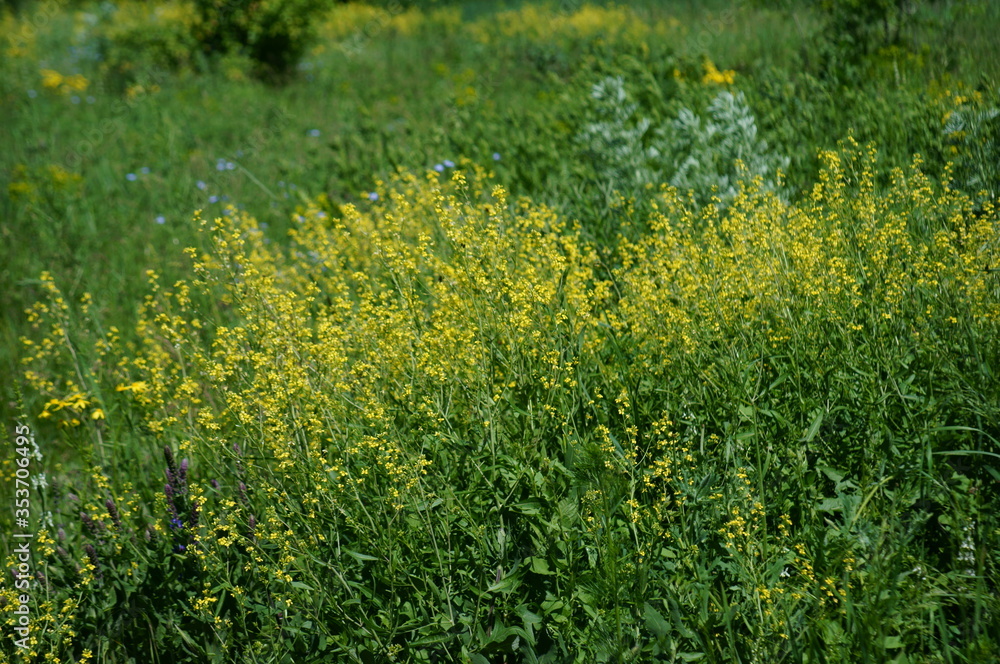 Fototapeta premium green grass with yellow flowers