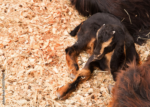 A Juvenile Najdi sheep photo