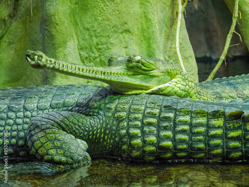 Detail photo of Gharial. The gharial (Gavialis gangeticus), also known as the gavial, and fish-eating crocodile is a crocodilian in the family Gavialidae.