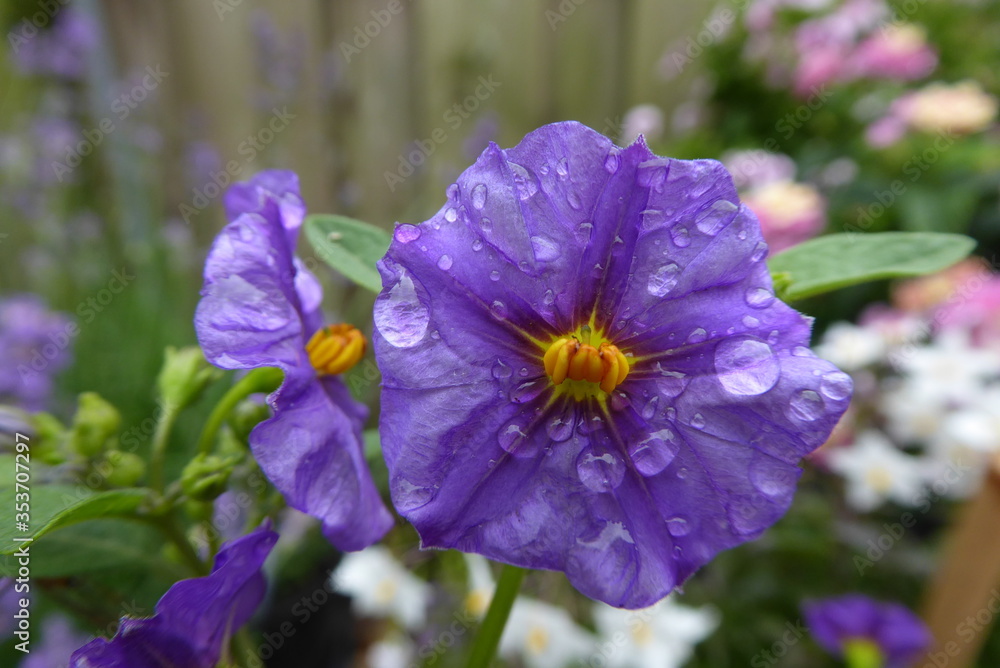 Blue Potato Bush with waterdrops