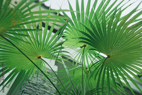 Vivid colour of a plant from underneath