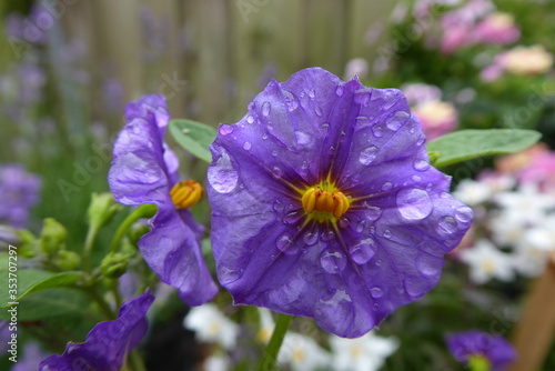 Blue Potato Bush with waterdrops