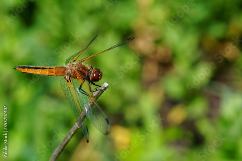 Dragonfly in the green grass. Natural background. Insects in nature.