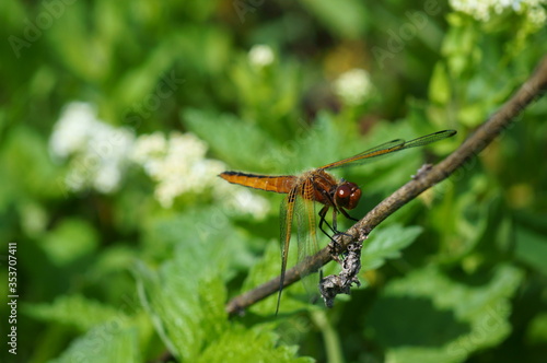 Wallpaper Mural Dragonfly in the green grass. Natural background. Insects in nature. Torontodigital.ca