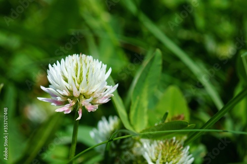 Blooming clover flower in the field. Natural background.