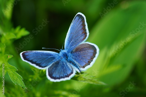Blue butterfly in the green grass. Flower background.