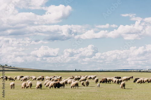 Herd of sheep and goats on a meadow, eating fresh green grass.