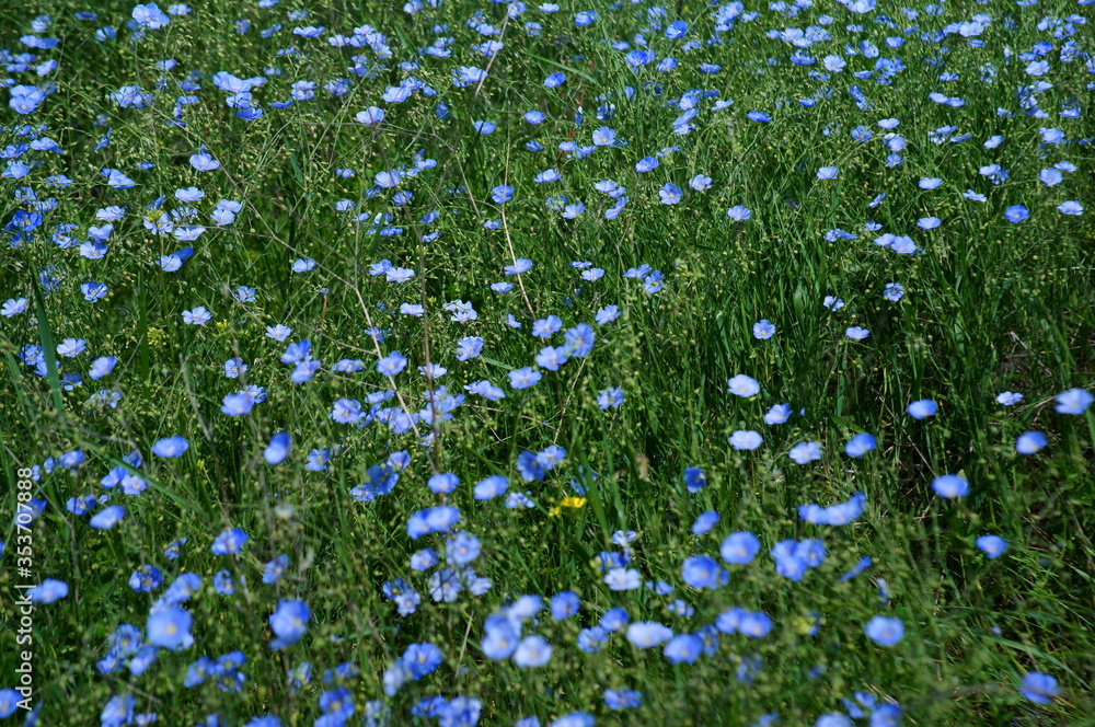 Blue flowering flax in the field. Flower landscape.