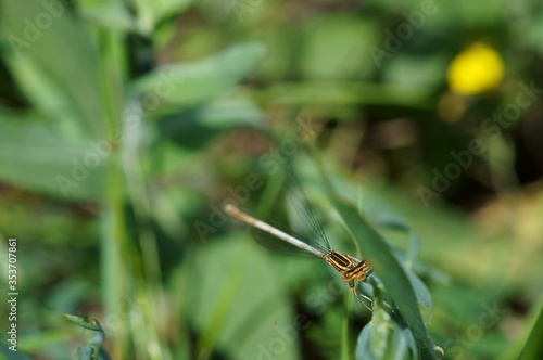 dragonfly on a grass © Станислав 