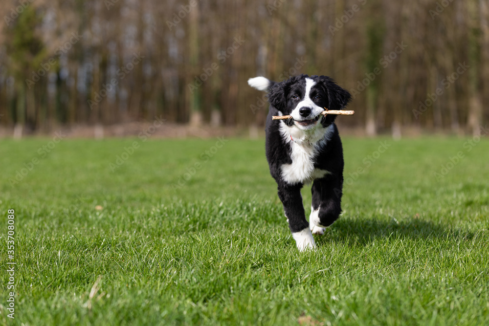 Border Collie Welpe spielt mit Stöckchen im Gras Border Collie Welpe spielt mit Stöckchen im Gras