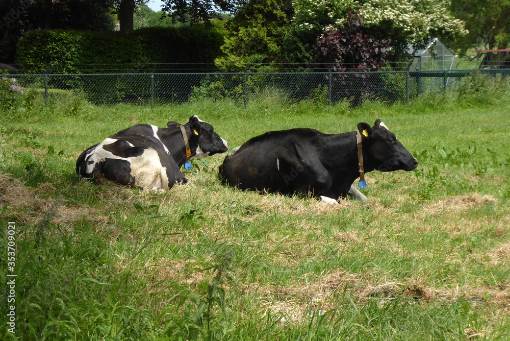 black and white cows taking a rest black and white cows taking a rest