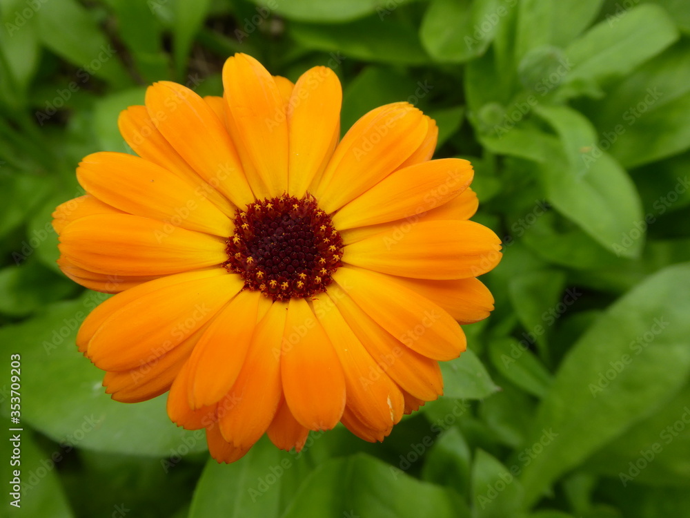 bright yellow daisy bright yellow daisy