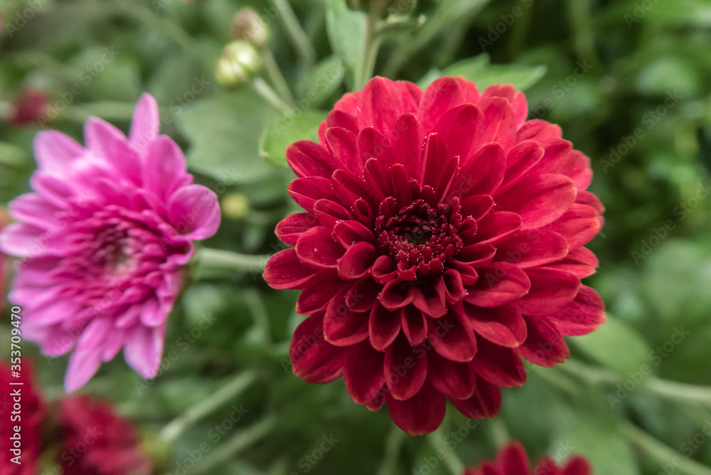 bright red Dahlia