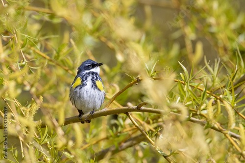 A migrating Yellow-rumped Warbler (of the Myrtle subspecies) pauses in a willow tree at Ashbridges Bay Park along the shore of Lake Ontario in Toronto, Ontario. photo