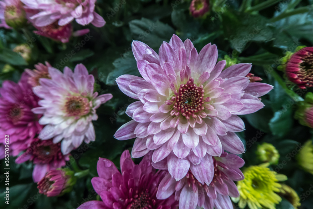 Fototapeta premium beautiful purple Dahlia