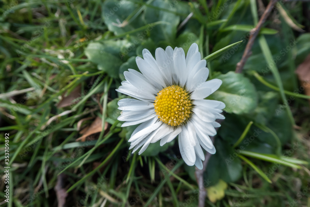Obraz premium white and yellow daisy