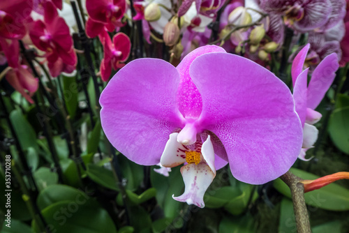 purple white and yellow orchid