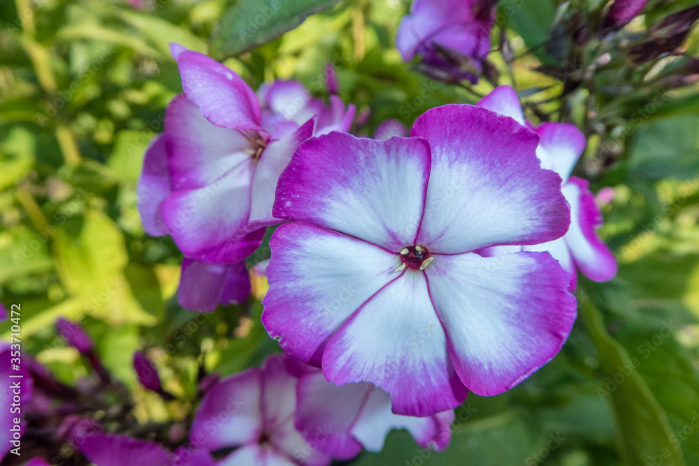 Naklejka premium white and purple Phlox