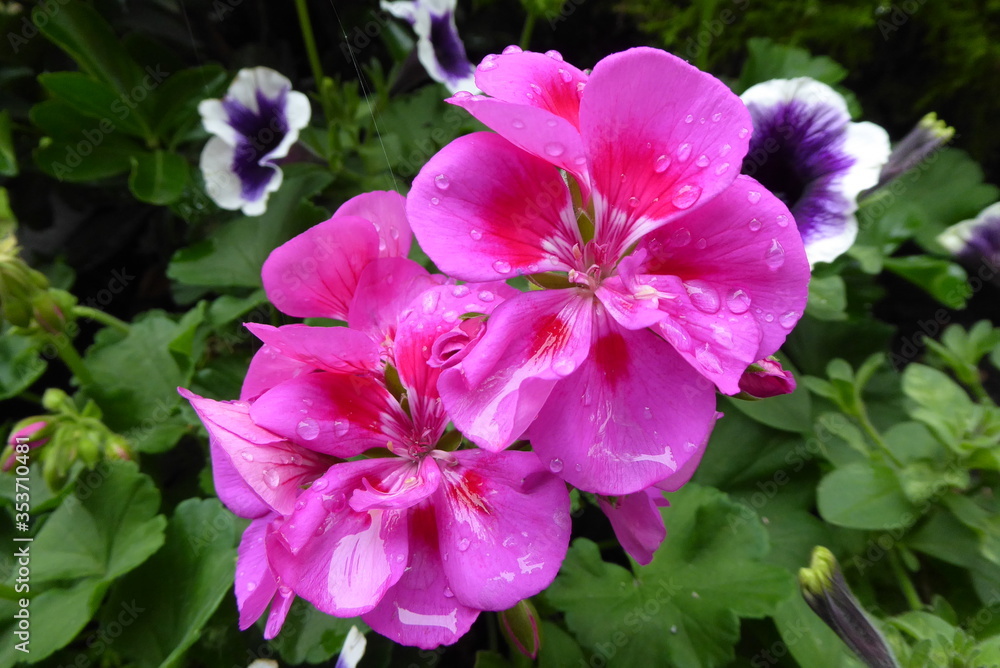 pink geranium with waterdrops pink geranium with waterdrops