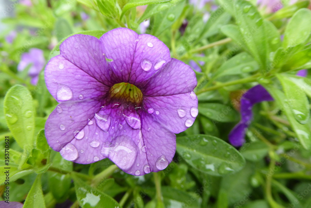 purple Bacopa with water drops