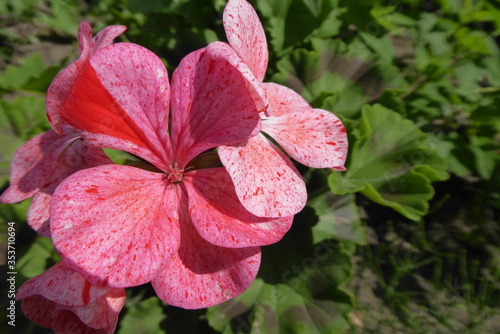 red spotted geranium with a green background