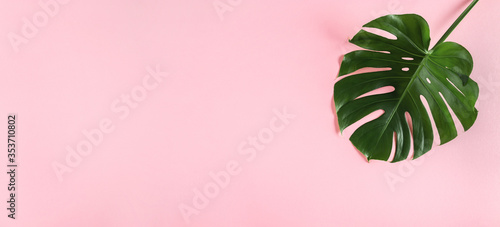 Green monstera leaf isolated on wide pink background with empty space