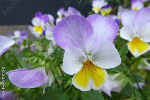 purple, white and yellow violet