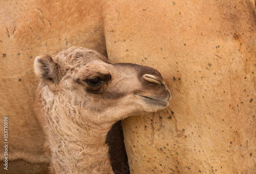 Camel calf and mother at the backdrop photo
