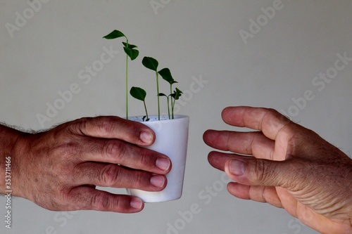 Hands delivering vase with plants selebrating life and friendship. photo