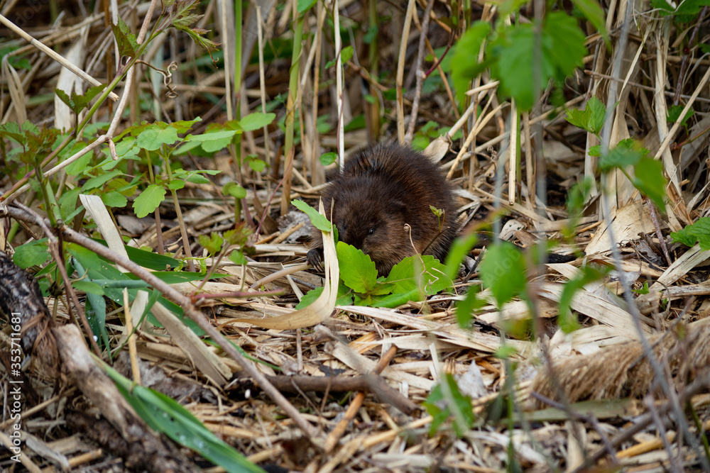Muskrat Eating Plants Muskrat Eating Plants