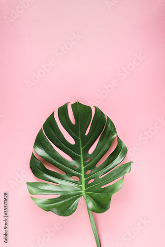 Natural monstera leaf on abstract pastel pink background with copy space