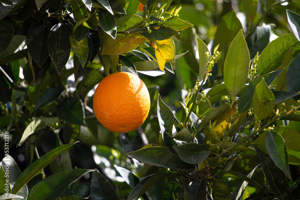 Naranjo con naranja