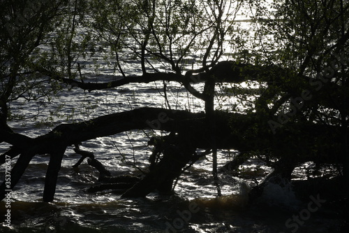 Black image of a large tree falling into the water.A fragment of a picture of nature at night by the lake.Russia