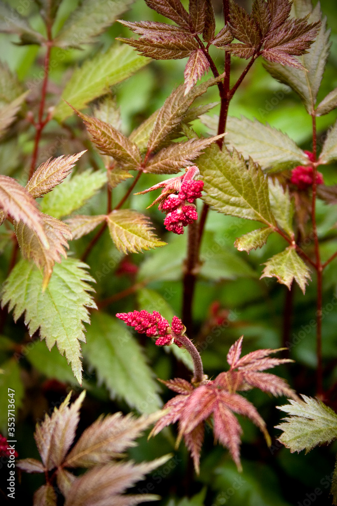 Red Astilbe Flowers, also known as False Spirea or False Goat's Beard; a Perennial Ornamental Plant Red Astilbe Flowers, also known as False Spirea or False Goat's Beard; a Perennial Ornamental Plant