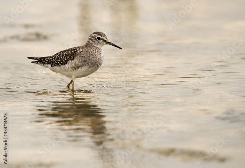 Wood Sandpiper moving on marshy water