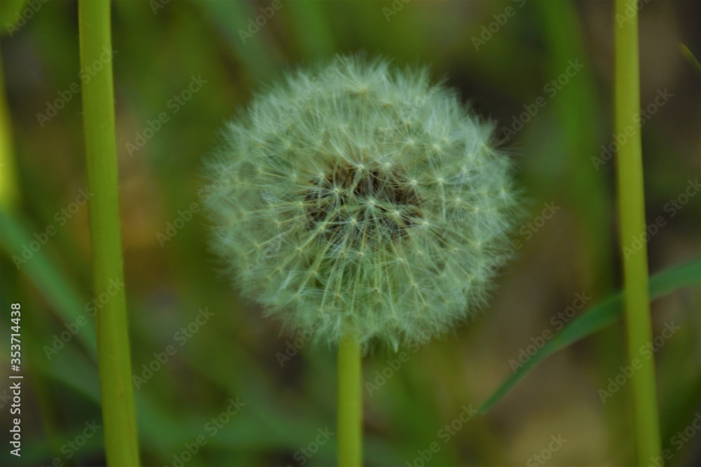 Fototapeta premium Nasiona mleczu