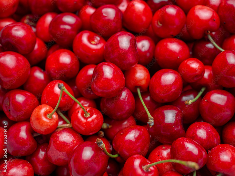 Harvest of red delicious sweet cherry closeup Harvest of red delicious sweet cherry closeup