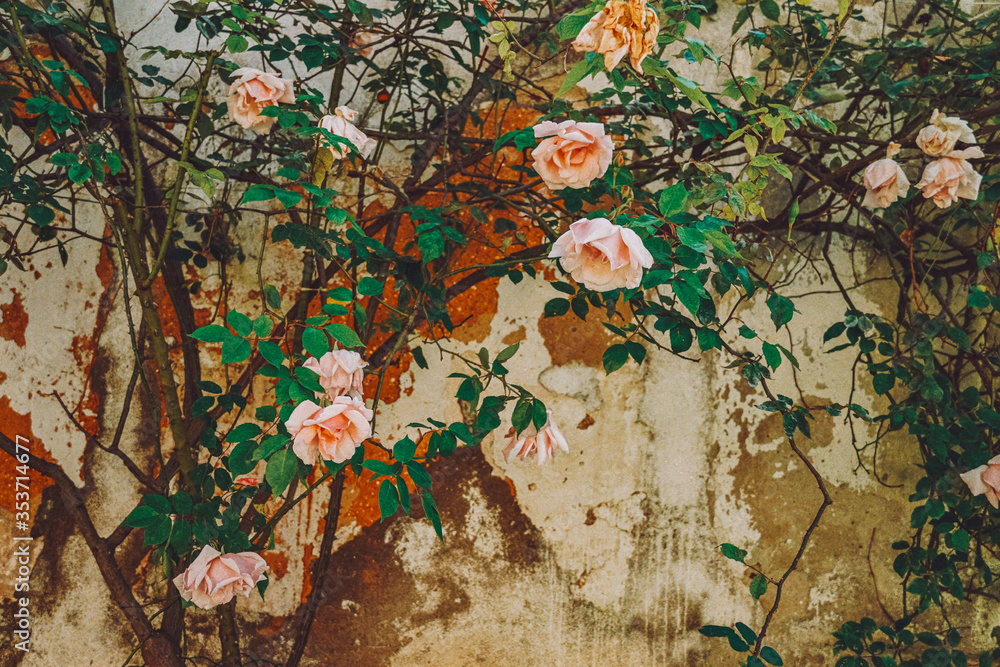 Fototapeta premium Blooming Rose bush against a dilapidated stone wall. Gardens of Lisbon, Portugal.