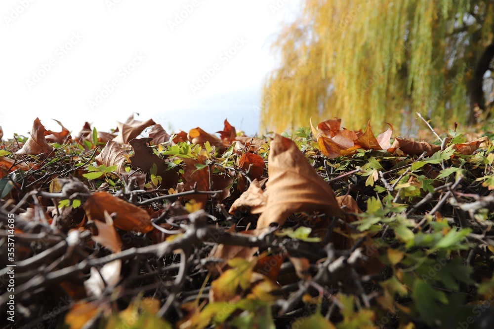 Obraz premium in Herbst
