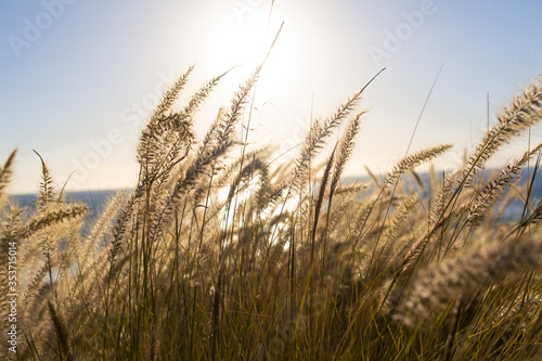 Gras am Meer - romantisch in der Sonne