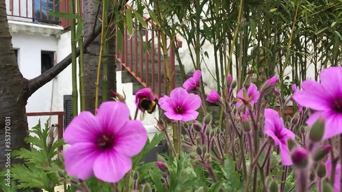 Gerânio-da-Madeira (Geranium maderense) photo