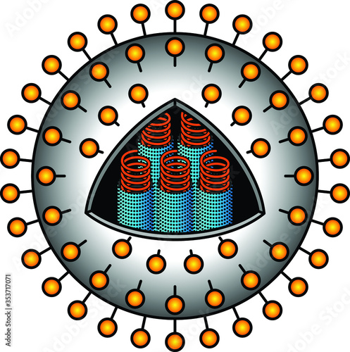 Influenza corona virus with spherical envelope, internal helical capsid encased RNA, and glycoprotein spikes.