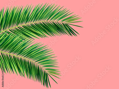 Tropical nature summer background with green dangling spiky palm leaves leaves on pastel pink backdrop. Botanical poster template with copy space © olindana